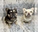 Small breeder photo
