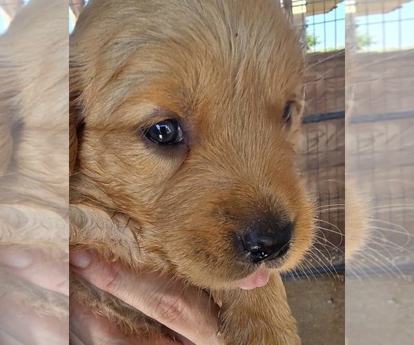 Medium Photo #2  Breeder Profile in HOBBS, NM, USA