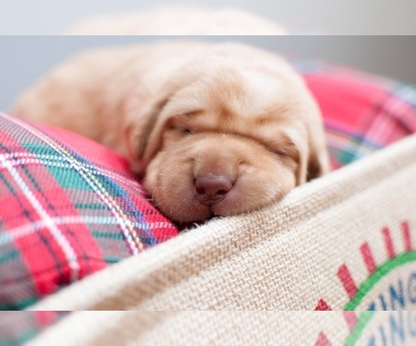 Medium Photo #1  Breeder Profile in PENN LAIRD, VA, USA
