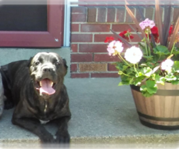 Medium Photo #1  Breeder Profile in YOUNGSTOWN, OH, USA