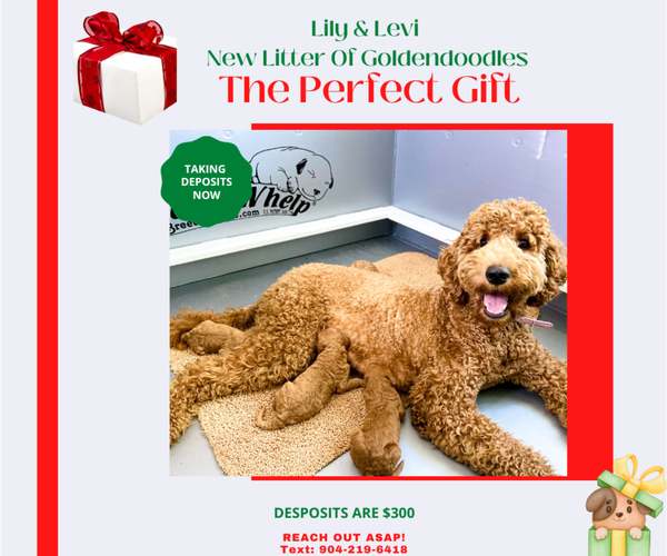 Medium Photo #2  Breeder Profile in JACKSONVILLE, FL, USA
