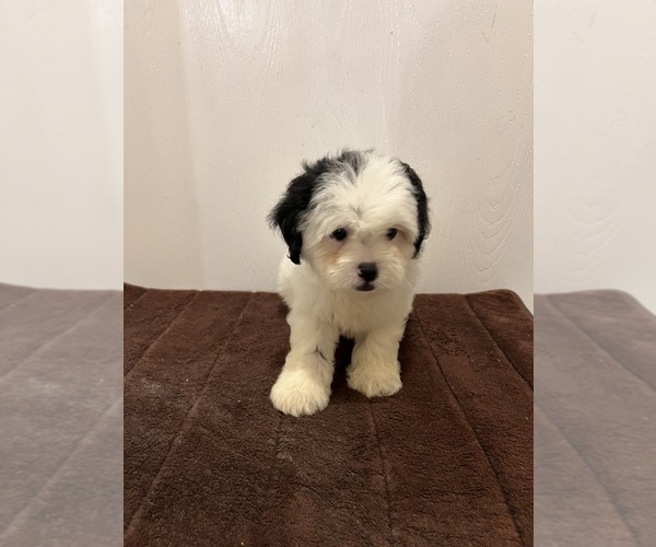 Medium Photo #5  Breeder Profile in LORANGER, LA, USA