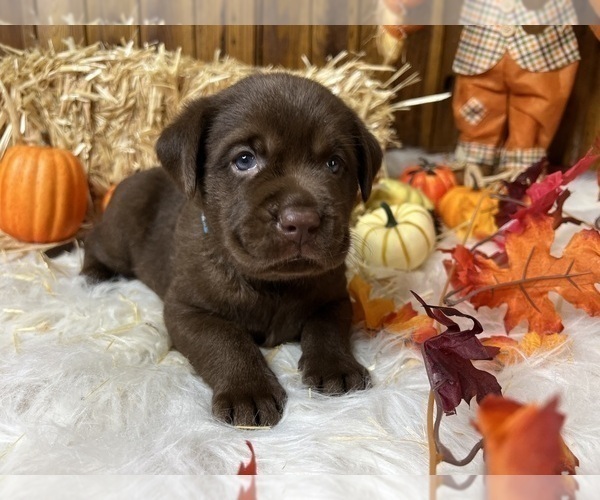 Medium Photo #23  Breeder Profile in NEOLA, WV, USA