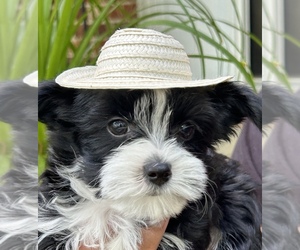 Yorkshire Terrier Dog Breeder near GREENSBORO, NC, USA