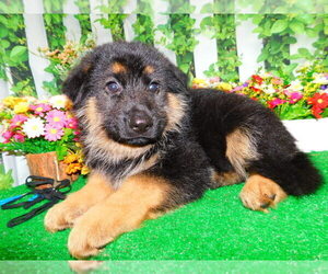 German Shepherd Dog Dog Breeder near HAMMOND, IN, USA