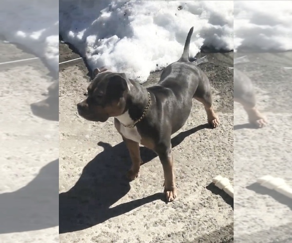 Medium Photo #1  Breeder Profile in NEWARK, NJ, USA