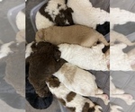 Small breeder photo
