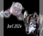 Small #9 Breeder Profile image
