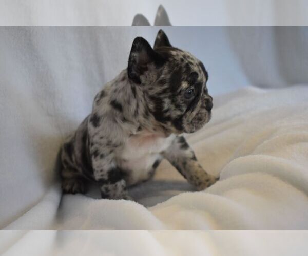 Medium Photo #1  Breeder Profile in LEXINGTON, KY, USA