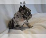 Small breeder photo