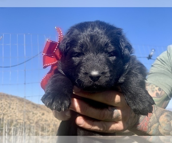 Medium Photo #43  Breeder Profile in PINON HILLS, CA, USA