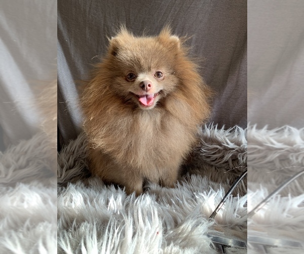 Medium Photo #1  Breeder Profile in LOS ANGELES, CA, USA
