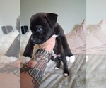 Small #9 Breeder Profile image