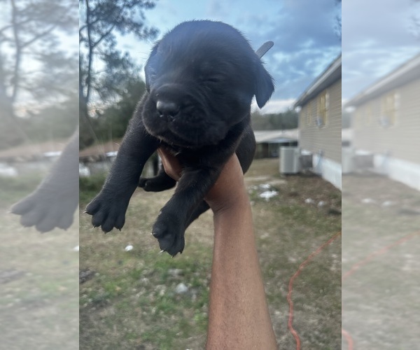 Medium Photo #1  Breeder Profile in GORDON, GA, USA