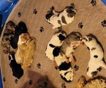 Small #24 Breeder Profile image