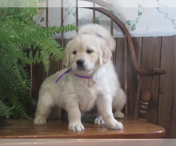 Medium Photo #6  Breeder Profile in COLUMBIANA, OH, USA