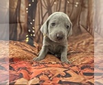 Small #11 Breeder Profile image