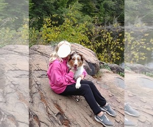 Australian Shepherd Dog Breeder near MARINETTE, WI, USA