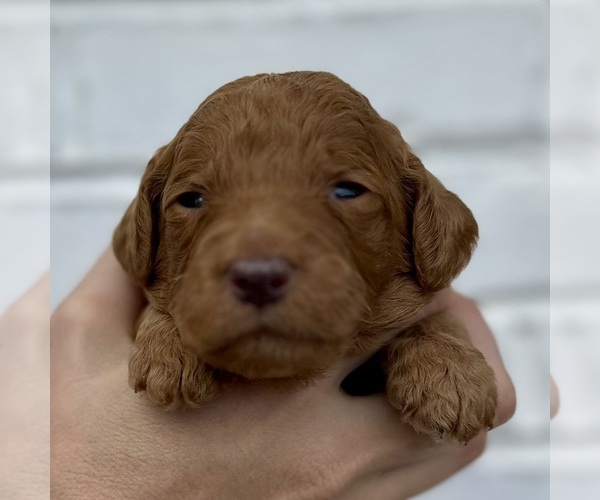 Medium Photo #38  Breeder Profile in POWELL, TN, USA