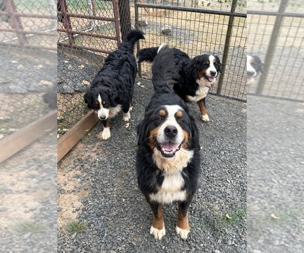 Medium Photo #1  Breeder Profile in DRAIN, OR, USA