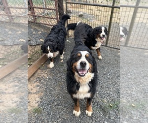 Bernese Mountain Dog Dog Breeder near DRAIN, OR, USA