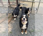 Small breeder photo