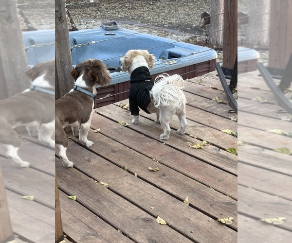 Medium Photo #5  Breeder Profile in COUNCIL GROVE, KS, USA