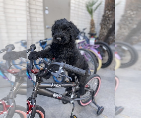 Medium Photo #1  Breeder Profile in MC NEAL, AZ, USA