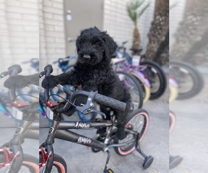 Schnauzer (Giant) Dog Breeder near MC NEAL, AZ, USA