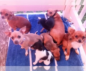 Chihuahua-Rat-Cha Mix Dog Breeder near PARIS, TX, USA