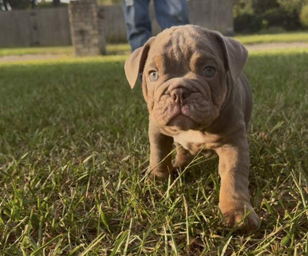 Medium Photo #9  Breeder Profile in PACE, FL, USA