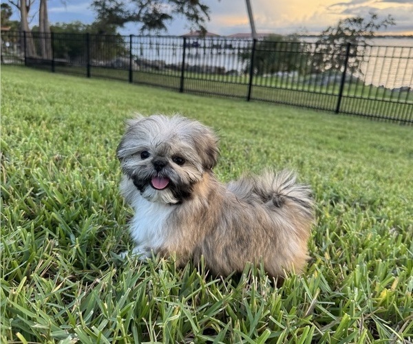 Medium Photo #1  Breeder Profile in MERRITT ISLAND, FL, USA