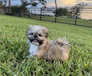 Shih Tzu Dog Breeder near MERRITT ISLAND, FL, USA