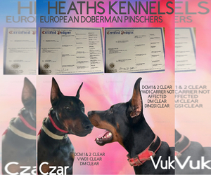 Doberman Pinscher Dog Breeder near KERNERSVILLE, NC, USA