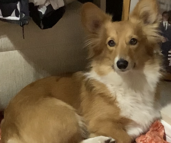 Medium Photo #14  Breeder Profile in MIDLOTHIAN, TX, USA