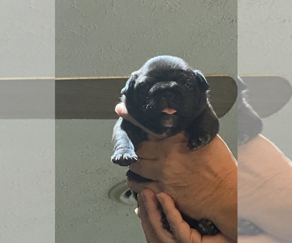 Medium Photo #21  Breeder Profile in GRIFFIN, GA, USA
