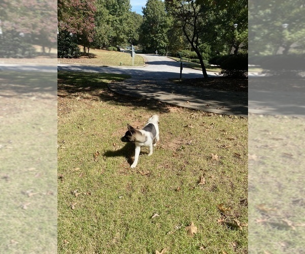 Medium Photo #82  Breeder Profile in MCDONOUGH, GA, USA