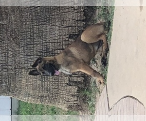 Main photo of Belgian Malinois Dog Breeder near HARKER HEIGHTS, TX, USA