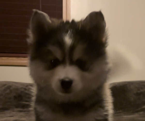 Medium Photo #1  Breeder Profile in AMBOY, MN, USA