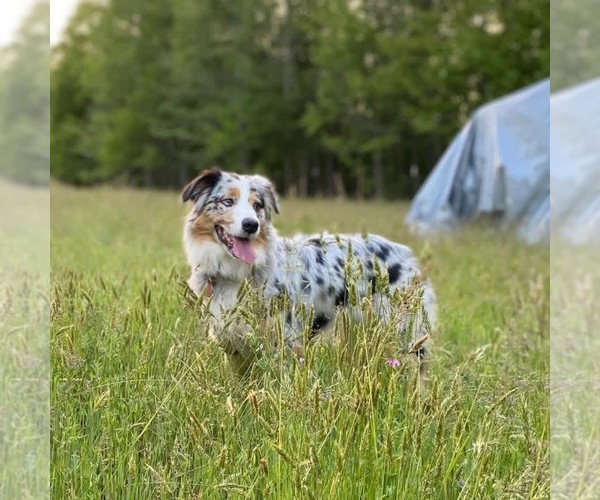 Medium Photo #1  Breeder Profile in HURT, VA, USA