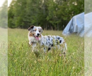 Miniature American Shepherd Dog Breeder in HURT, Virginia USA