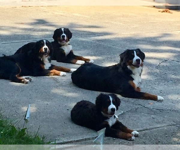 Medium Photo #1  Breeder Profile in ENON, OH, USA