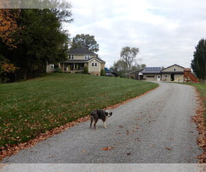 Aussiedoodle Miniature  Dog Breeder near WOOSTER, OH, USA