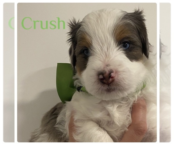 Medium Photo #5  Breeder Profile in ATCO, NJ, USA