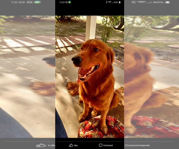 Medium Photo #1  Breeder Profile in LUDOWICI, GA, USA