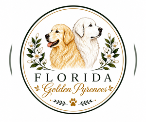 Golden Pyrenees Dog Breeder near NAPLES, FL, USA