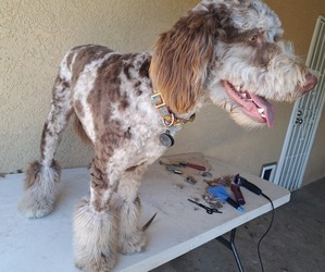 Aussiedoodle Dog Breeder near TULARE, CA, USA