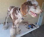 Small breeder photo