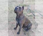 Small #6 Breeder Profile image