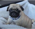 Small #2 Breeder Profile image